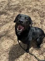 An adult medium-sized male Black Labrador Retriever dog named Mick Jagger for adoption in Canon City, CO