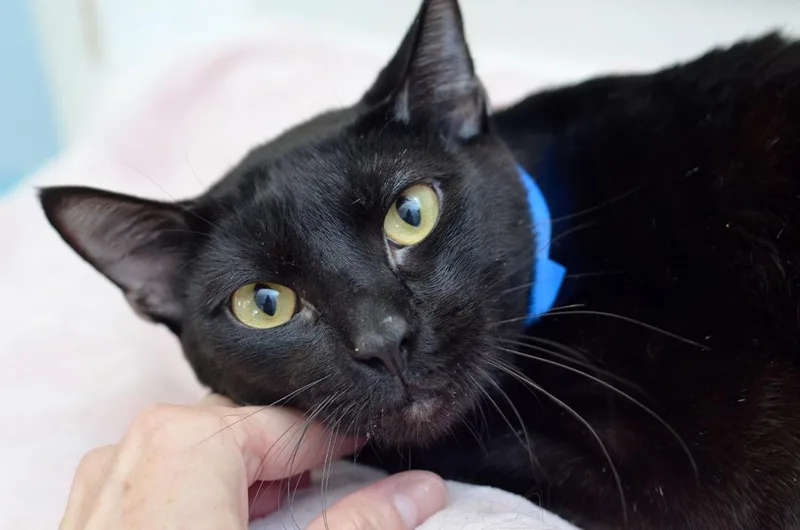 A young medium-sized male Black Domestic Short Hair cat named Yoshi for adoption in Sanford, FL