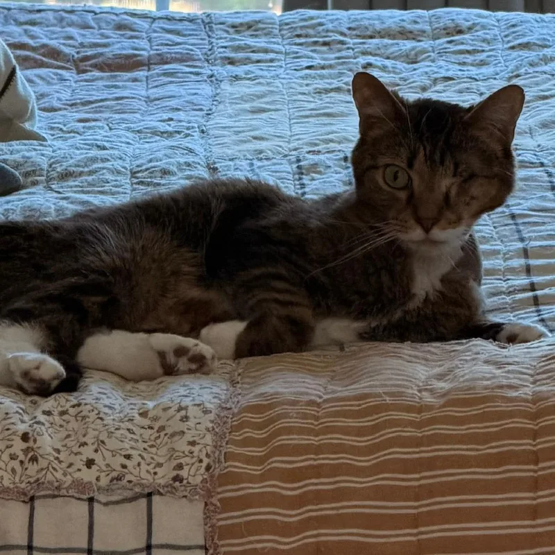 An adult medium-sized male Domestic Short Hair cat named Oliver Bo for adoption in Cumming, GA