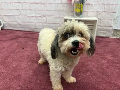 A senior small-sized female Poodle dog named Toto for adoption in Westland, MI