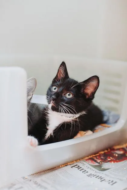 A young small-sized male Domestic Short Hair cat named a Jack PetSmart North for adoption in North Charleston, SC