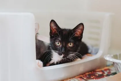 a Jack PetSmart North thumbnail 3
