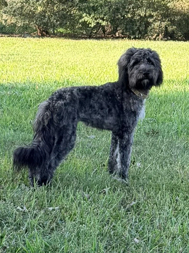 An adult medium-sized female Gray / Blue / Silver Aussiedoodle dog named Echo for adoption in Baker, LA