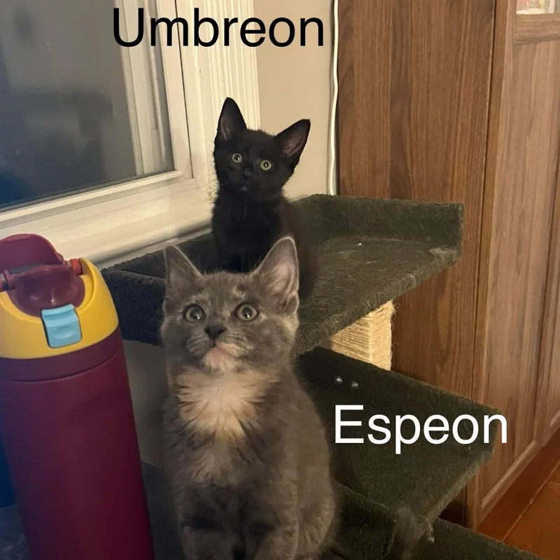 Espeon & Umbreon thumbnail 2