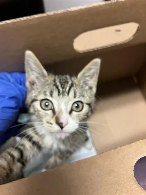 A baby small-sized female Domestic Short Hair cat named Mary for adoption in Long Beach, CA