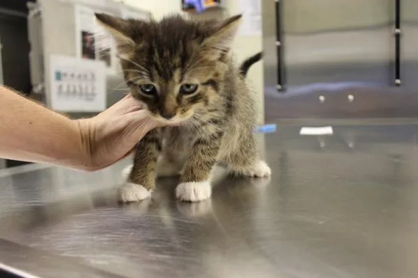 A young small-sized male Domestic Short Hair cat named If C Judah for adoption in Lawrenceville, GA