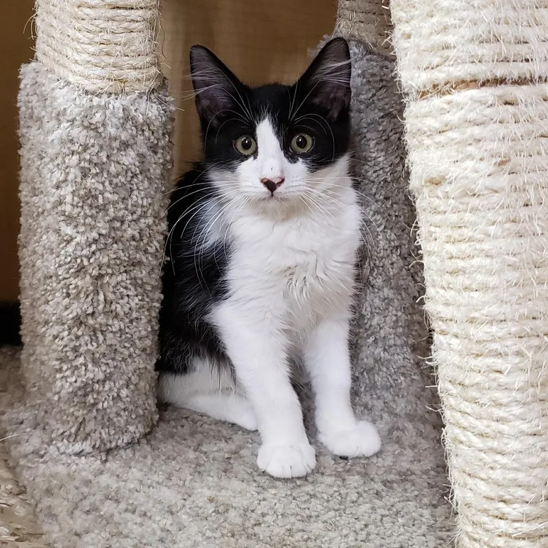 A baby small-sized male Black Domestic Medium Hair cat named Wemby for adoption in Bulverde, TX