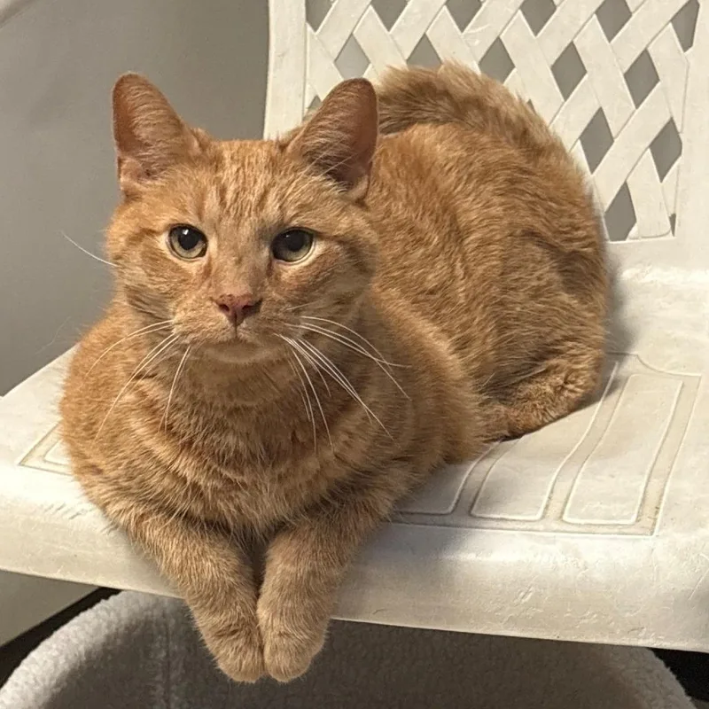 A senior small-sized male Domestic Short Hair cat named Clarence for adoption in Monticello, IL