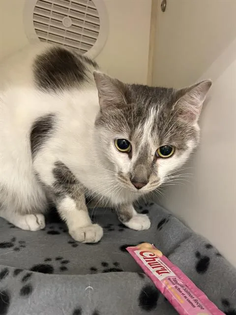 An adult small-sized female Domestic Short Hair cat named Jambalaya for adoption in Indianapolis, IN