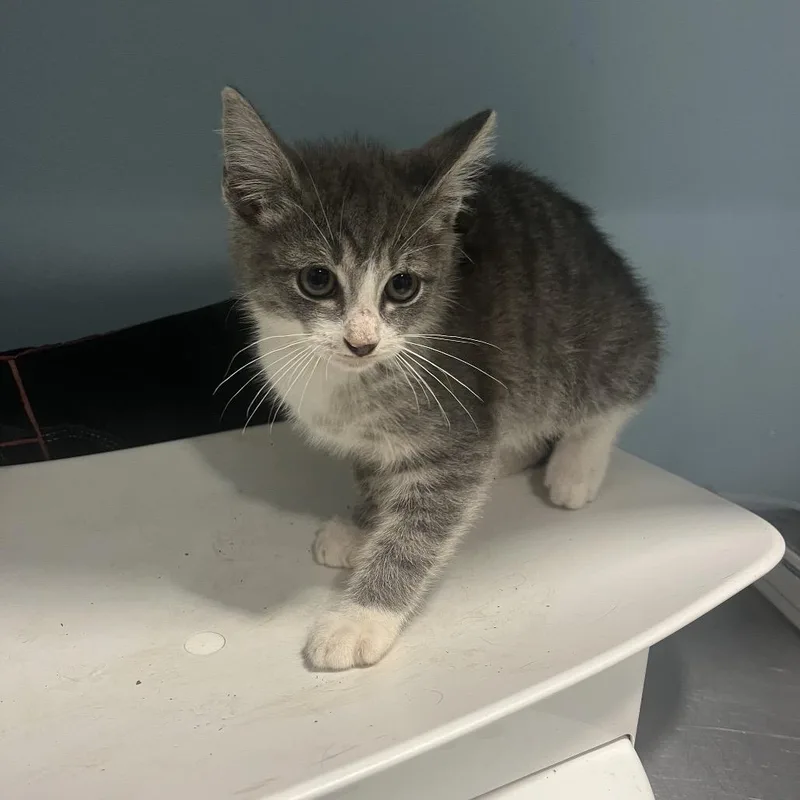 A baby small-sized male Brown / Chocolate Domestic Short Hair cat named Bubba for adoption in Chattanooga, TN
