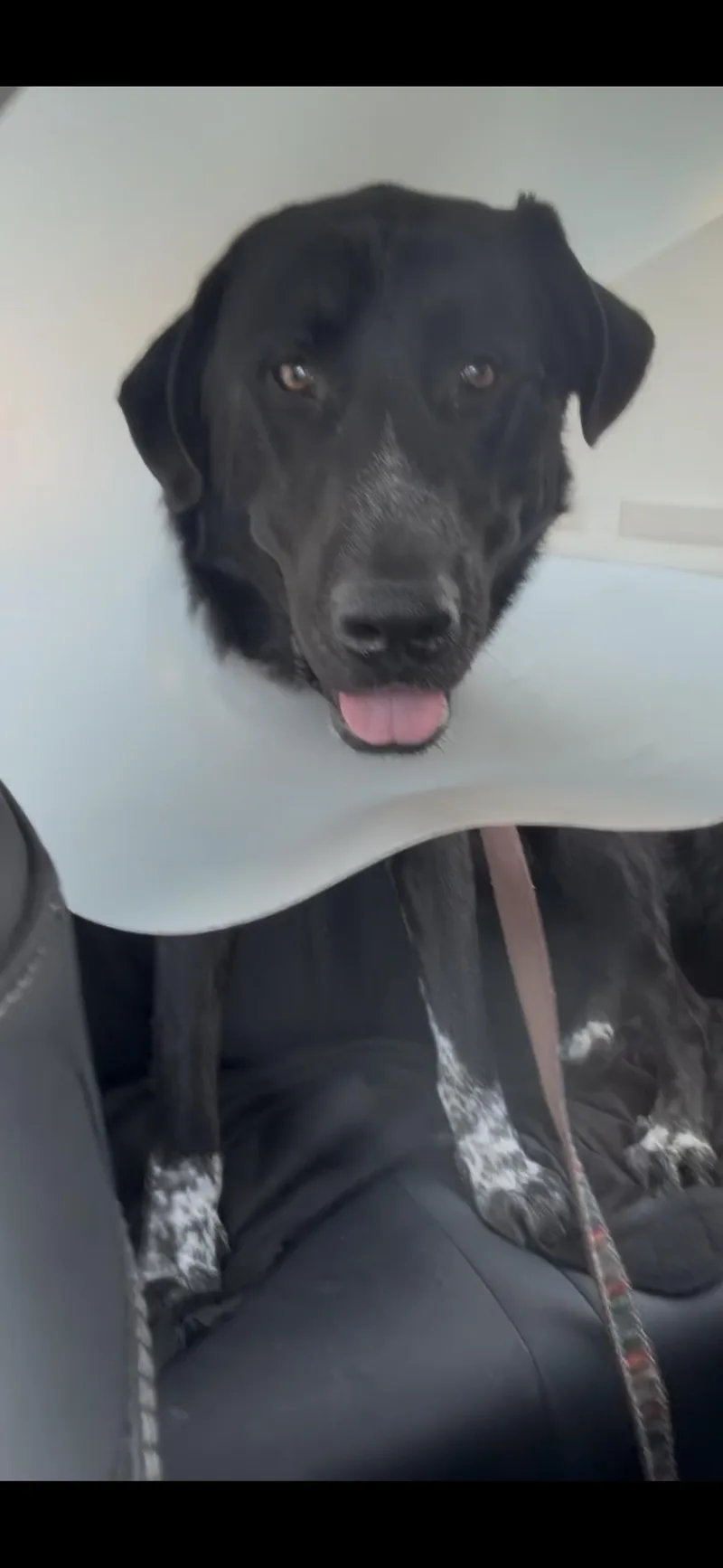 A young large-sized male Labrador Retriever dog named Hercules for adoption in San Diego, CA
