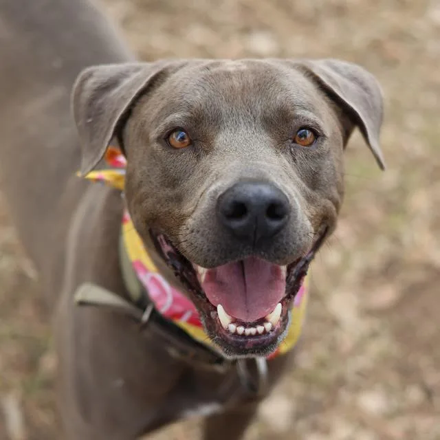 An adult medium-sized male American Staffordshire Terrier dog named Bubba for adoption in San Antonio, TX