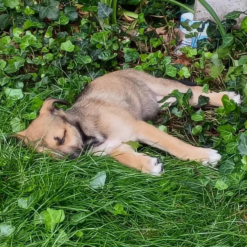 Skye