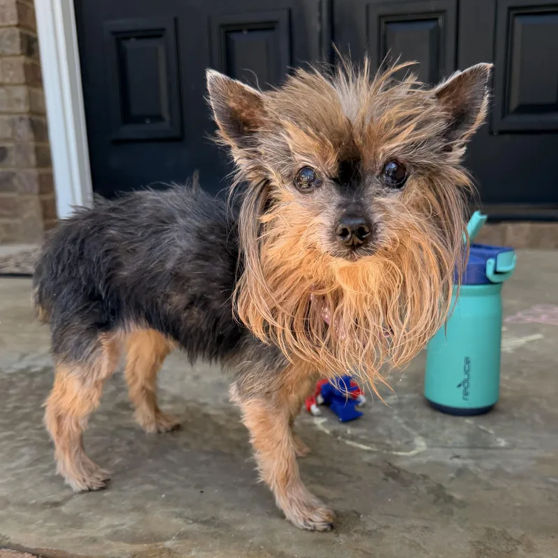 A senior small-sized female Black Yorkshire Terrier dog named Sasha for adoption in Columbia, SC