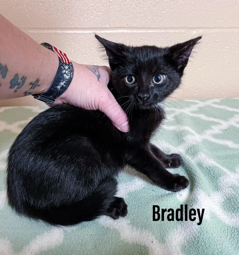 A baby small-sized male Domestic Short Hair cat named Bradley for adoption in Clearfield, KY
