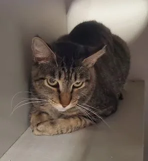 An adult medium-sized female Tabby (Brown / Chocolate) Tabby cat named Purretha Franklin for adoption in Phoenix, AZ