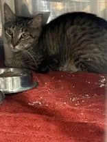 Purretha Franklin thumbnail 2