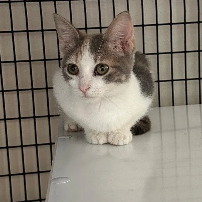 A baby small-sized female Calico Domestic Short Hair cat named Daisy for adoption in Monticello, IL