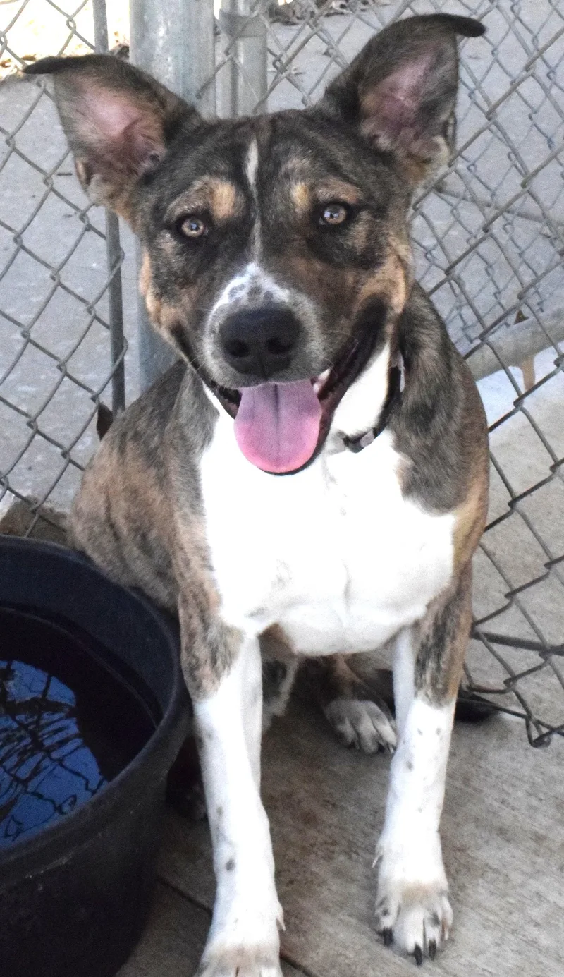 An adult medium-sized male Brindle Pit Bull Terrier dog named #22040 for adoption in Broken Arrow, OK