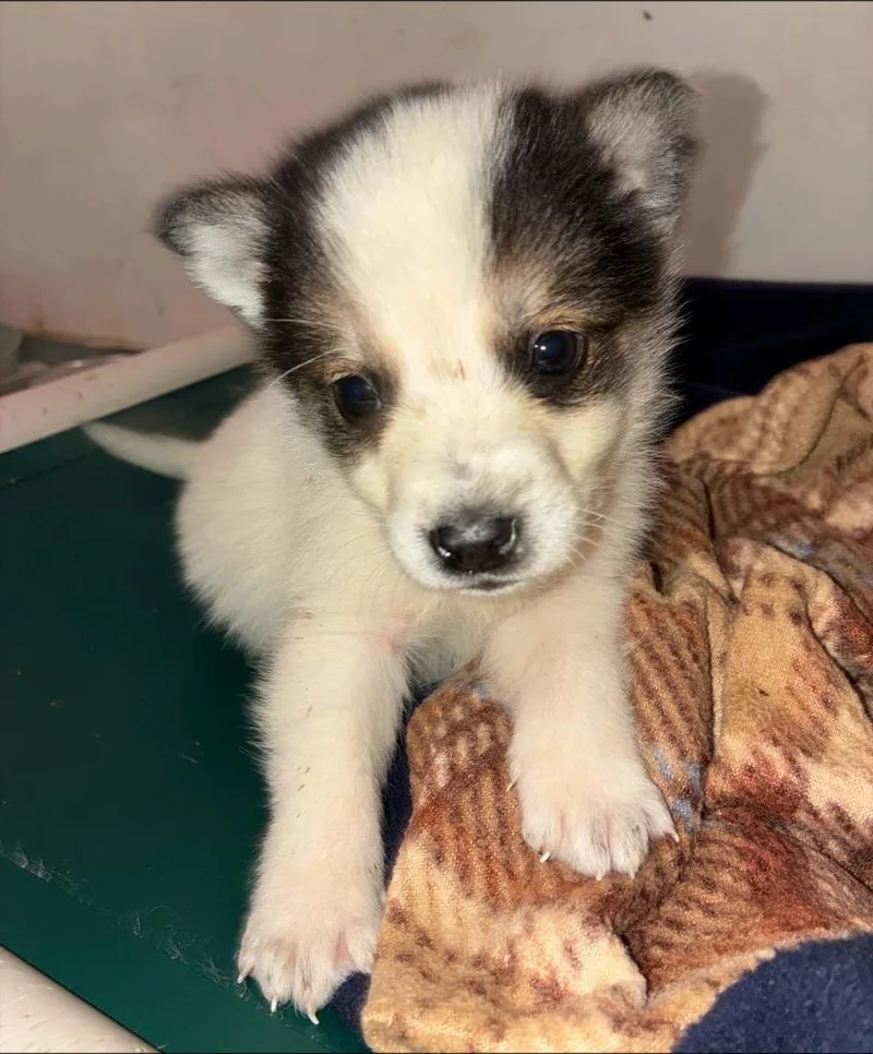 A baby medium-sized male Australian Shepherd dog named Montgomery for adoption in Thompson Falls, MT