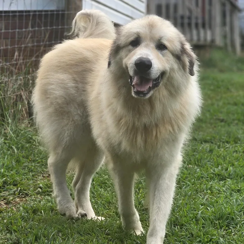 A young large-sized male Great Pyrenees dog named Lloyd for adoption in Atlanta, GA