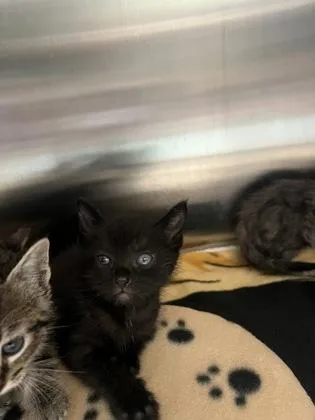 A baby small-sized male Domestic Short Hair cat named Mooney for adoption in Fishers, IN