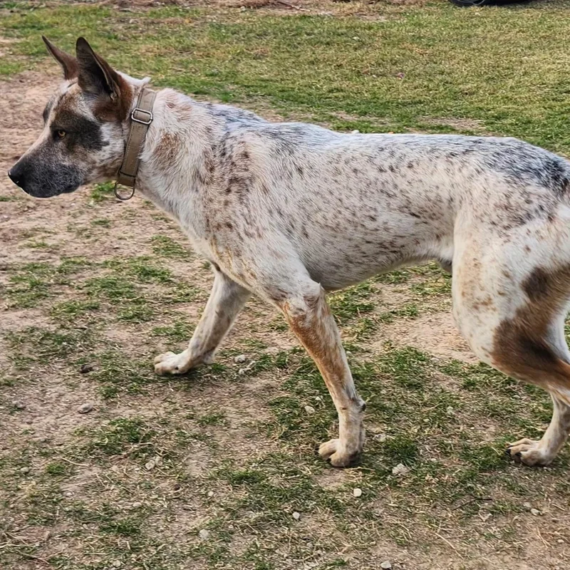 A young large-sized male Tricolor (Brown, Black, & White) Akita dog named Rascal for adoption in Weatherford, TX
