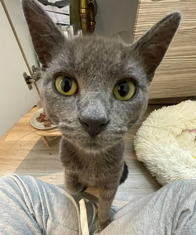 A baby medium-sized male Gray / Blue / Silver Domestic Short Hair cat named George for adoption in Los Angeles, CA