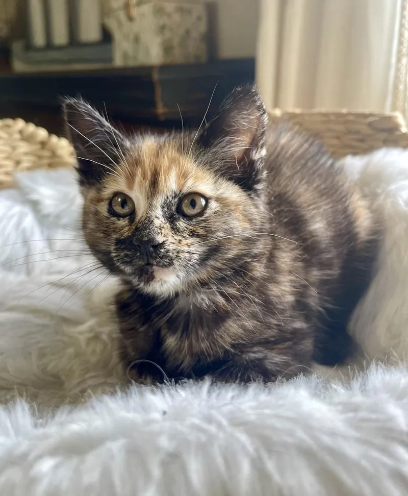 A baby small-sized female Domestic Short Hair cat named Saratoga for adoption in Virginia Beach, VA