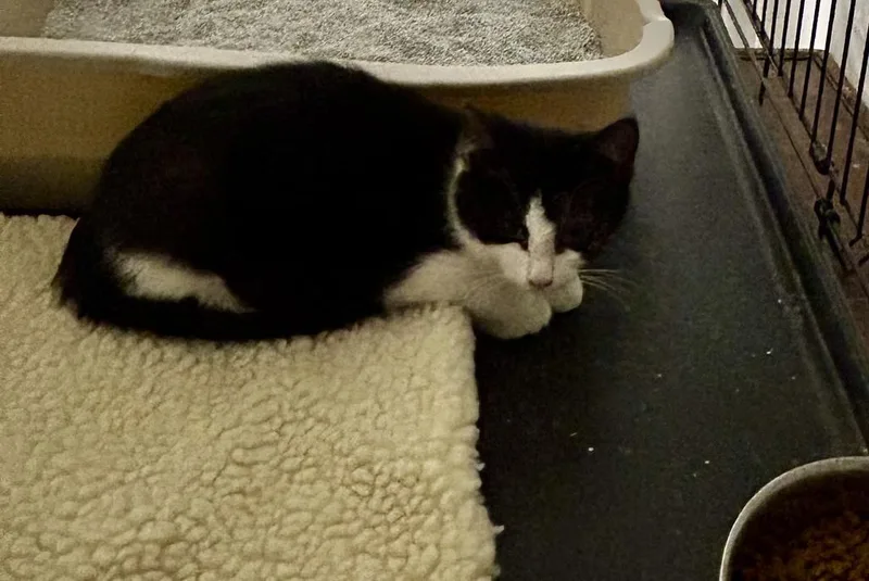 A baby medium-sized female Domestic Short Hair cat named Juniper for adoption in Portland, IN