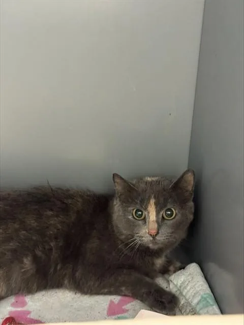 A young medium-sized female Domestic Short Hair cat named Wilddina for adoption in Leesburg, VA