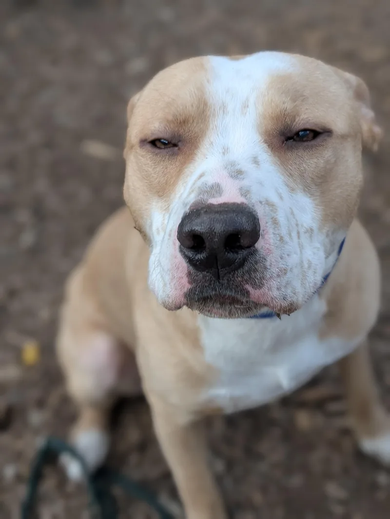 A young medium-sized male Apricot / Beige American Staffordshire Terrier dog named Gage for adoption in Crested Butte , CO