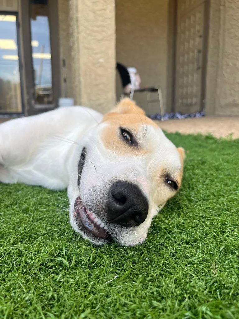 A young medium-sized female Labrador Retriever dog named Cordelia for adoption in Tulsa, OK