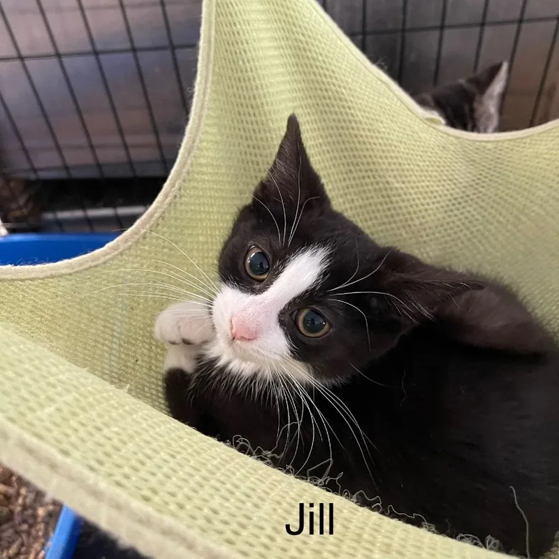 A baby small-sized female Black Domestic Short Hair cat named Jill for adoption in Wappingers Falls, NY