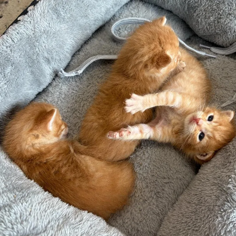 A baby small-sized male Orange / Red Domestic Medium Hair cat named Rainyarchie for adoption in Mondovi, WI