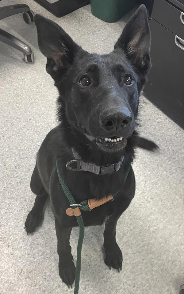 An adult large-sized female Shepherd dog named Onyx for adoption in Des Moines, IA