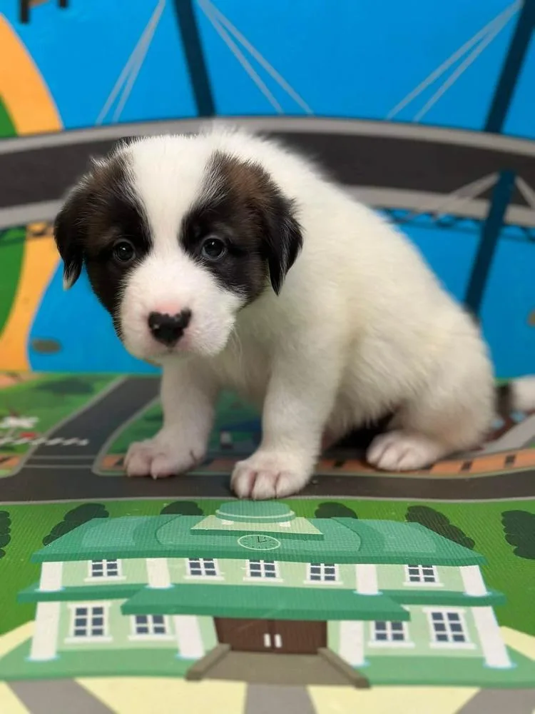 A baby large-sized male Tricolor (Brown, Black, & White) Collie dog named Monty for adoption in Shawnee, OK