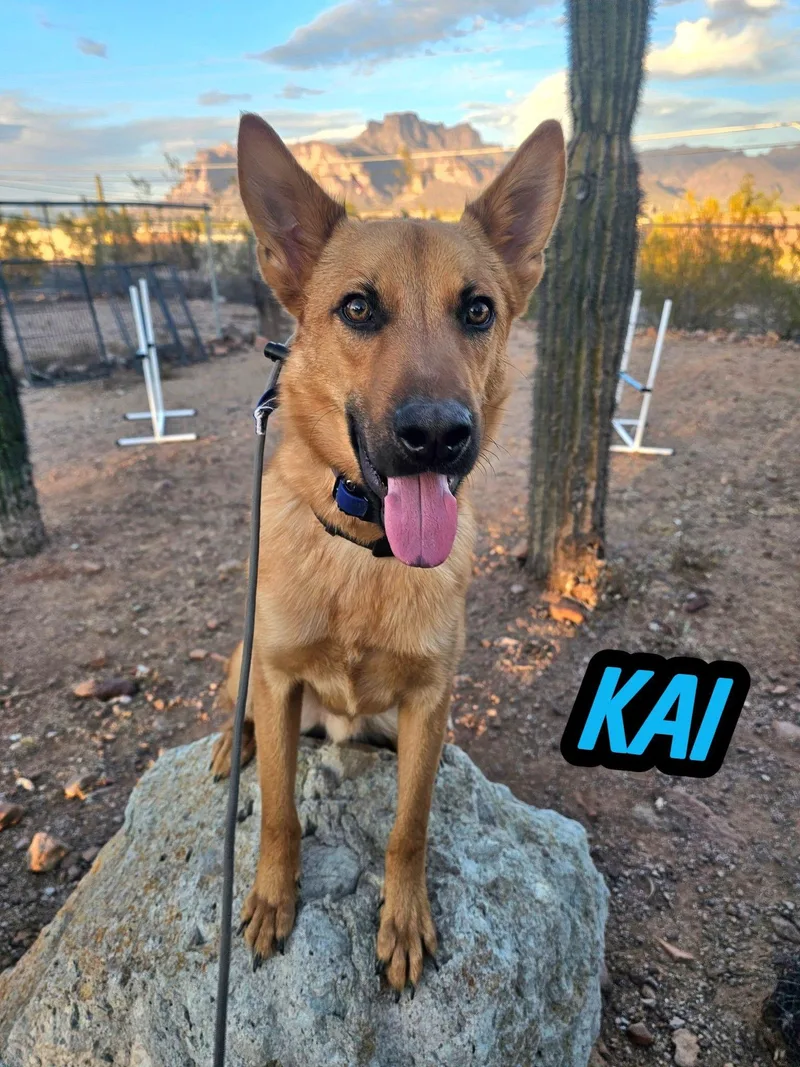 Kai