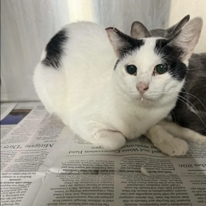 An adult medium-sized male Black Domestic Short Hair cat named Tek for adoption in Pauls Valley, OK