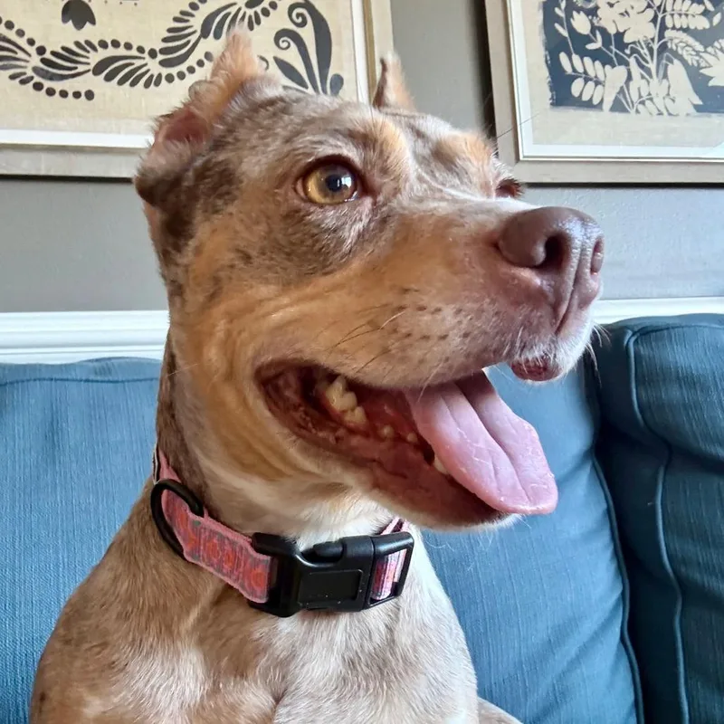 Merry Mistletoe thumbnail 2