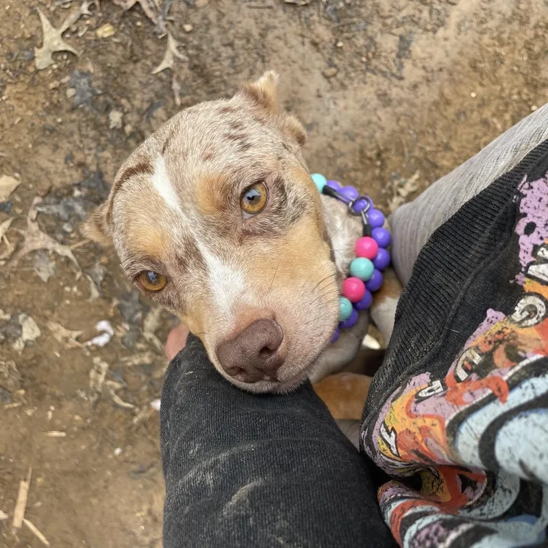 Merry Mistletoe thumbnail 5