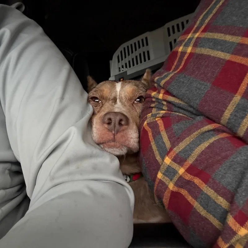 Merry Mistletoe thumbnail 6