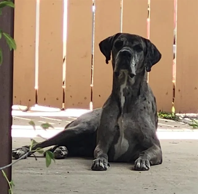An adult extra large-sized female Great Dane dog named Cleopatra Iii for adoption in San Antonio, TX