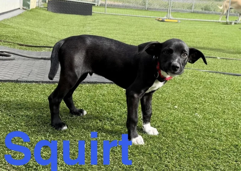 Sassy & Squirt thumbnail 4