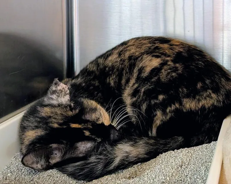 An adult large-sized female Black & White / Tuxedo Domestic Short Hair cat named Freckles for adoption in Tucson, AZ