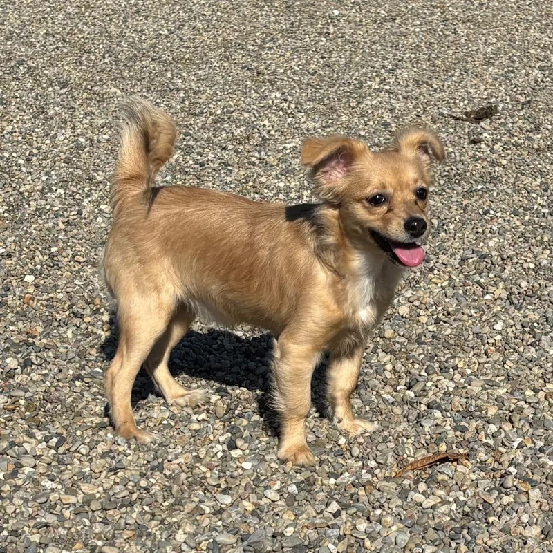 A young small-sized female Chihuahua dog named Mike&Ike for adoption in Fort Wayne, IN