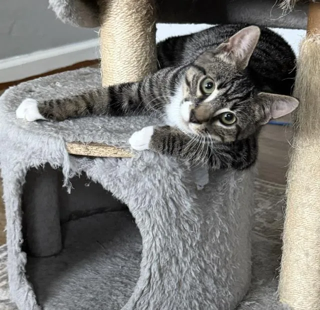 A young medium-sized male Tabby (Brown / Chocolate) Domestic Short Hair cat named Cricket for adoption in Bellmawr, NJ