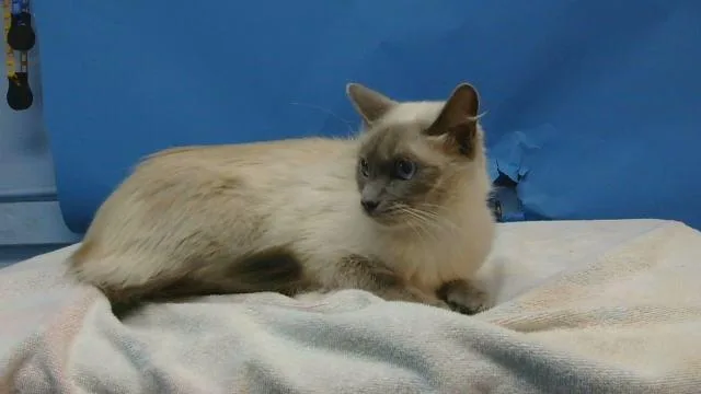 A young medium-sized female Domestic Short Hair cat named Winter for adoption in Gardena, CA