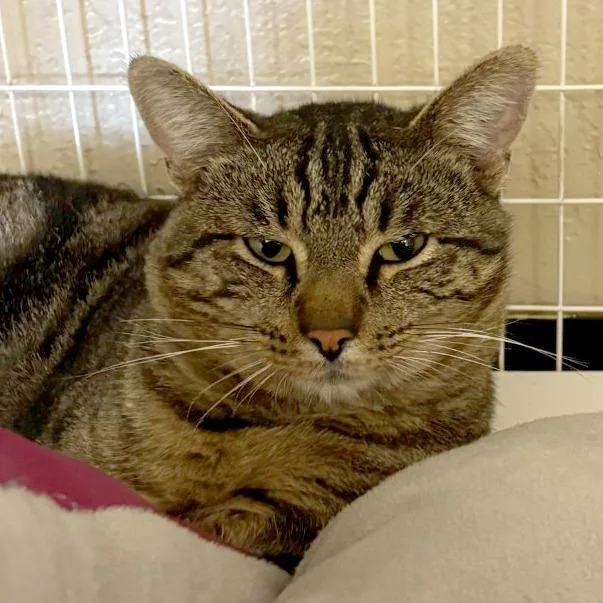 A young large-sized male Brown / Chocolate Domestic Short Hair cat named Parrot for adoption in Medford, OR