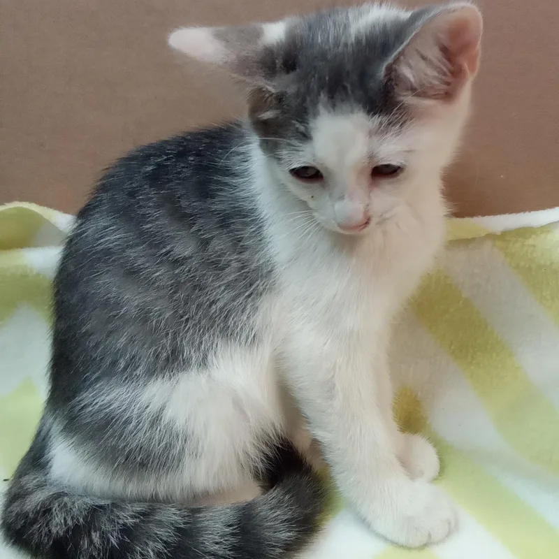 A baby medium-sized female Tabby (Gray / Blue / Silver) Domestic Short Hair cat named Possum for adoption in Avon, NY